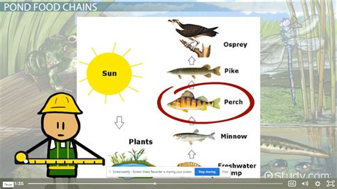 Pond Food Chain Youtube