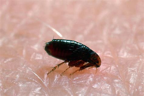 Cimex lectularius) verwechselt, aber es handelt sich um zwei unterschiedliche parasiten. Woher kommen Flöhe in Haus und Wohnung: die Hauptgründe ...