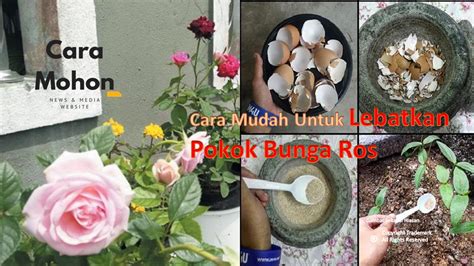 Air basuhan beras jangan dibuang. Tips Mudah Untuk Lebatkan Pokok Bunga Ros - The Informasi