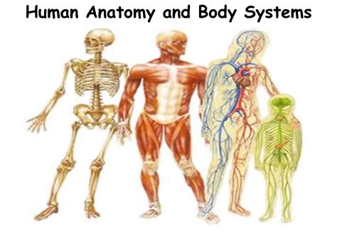 Human Body Systems Chart