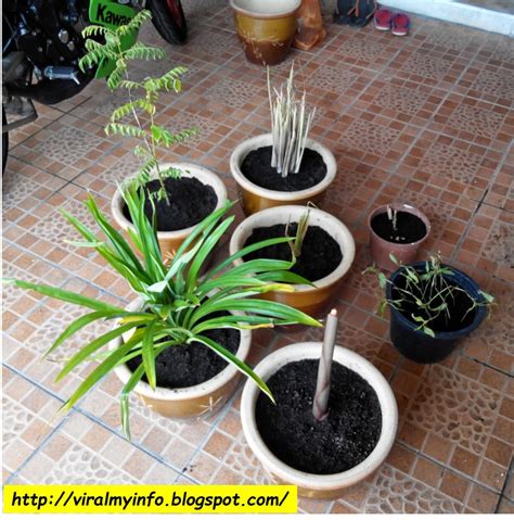 Jom tonton cara tanam kunyit. Cara Menanam Pokok Herba di dalam Pasu | PeNa KLaSIK.Com