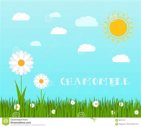 Spring Green Grass With Chamomile Landscape Stock Vector Illustration