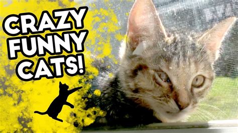 Crazy Funny Cats These Are The Funniest Cat Fails 2018 World Cat