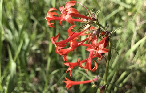 Scarlet Gilia Ipomopsis Aggregata Colorado Wildflower