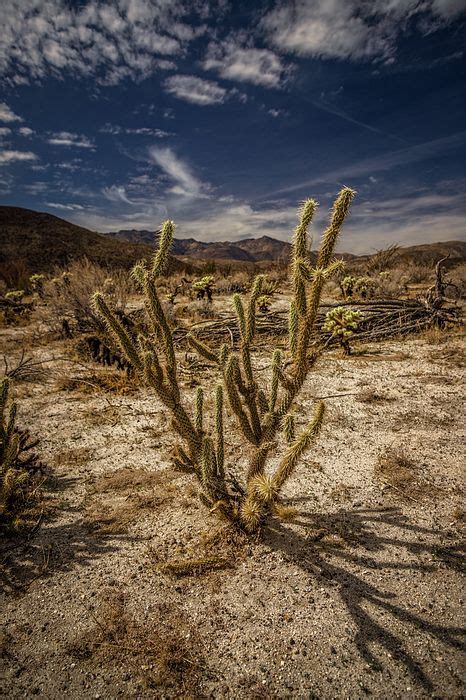 The Desert By Peter Tellone Fine Art Prints Photographs Cool