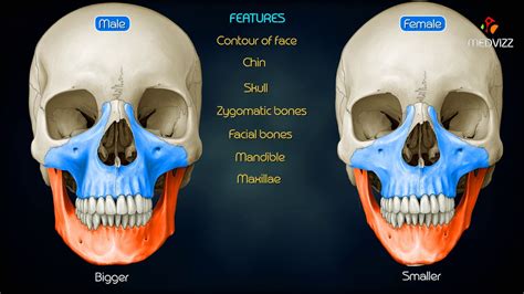 Skull Anatomy Head Anatomy Anatomy Study Body Anatomy Anatomy