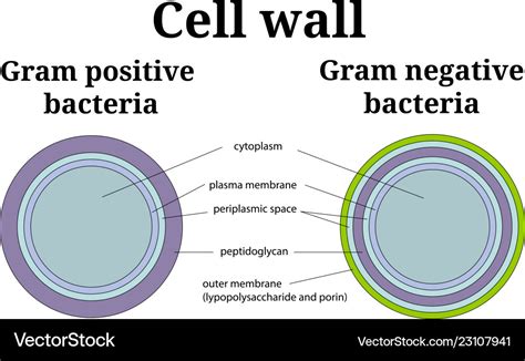 Bacteria Cell Wall Gram Positive And Gram Negative