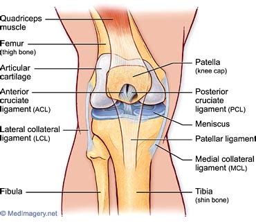 The patellar tendon works with the muscles at the front of your thigh to extend your knee so that you can. Treatment for Knee Pain, Regenerative Medicine | Dr. Lox