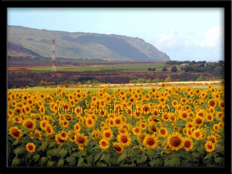 Field Of Waialua Sunflowers North Shore