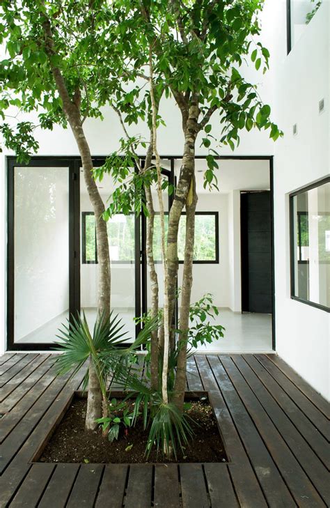 Central Tree Courtyard W41 By Warm Architects Up Interiors Árboles