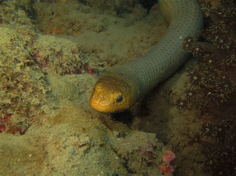 Sea Snake Facts 16 Facts About Sea Snakes