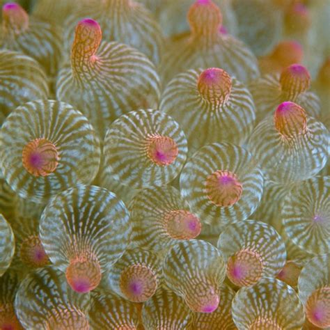 50 Best Images About Sea Plants On Pinterest Image Search Plastic