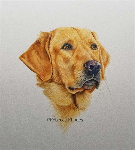 How To Paint A Golden Retriever Dog In Watercolors By Rebecca Rhodes