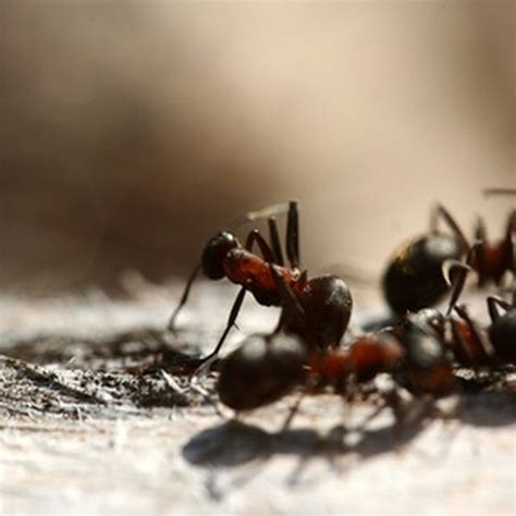 Vinegar is a proven effective home remedy for the tiny ants around your kitchen. Home Remedies to Get Rid of Small Black Ants In a Home ...