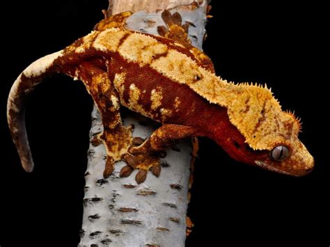 Crested Gecko Wallpapers Wallpaper Cave