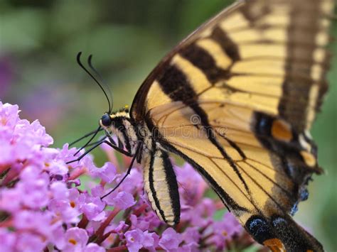 Farfalla Di Swallowtail Della Tigre Glaucas Di Papilio Immagine Stock