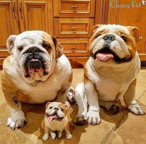 Accurate content you can trust, spreading knowledge on the animal kingdom, and giving back. 14 Facts About English Bulldogs That'll Make You Say, "Why ...