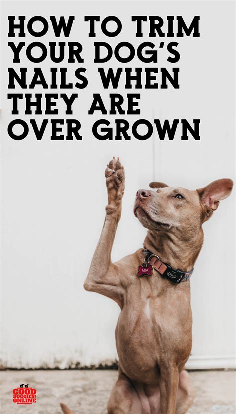 Start small when cutting puppy nails at this point, you and your puppy are already used to feet the nails on the back feet often are shorter than on the front. How to Trim Dog Nails that are Overgrown | Dogs, Trimming ...