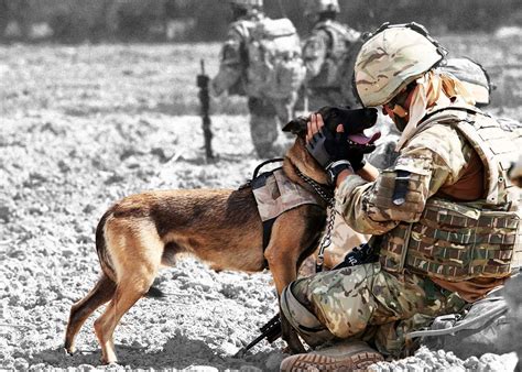 How Many Dogs Served In The Military