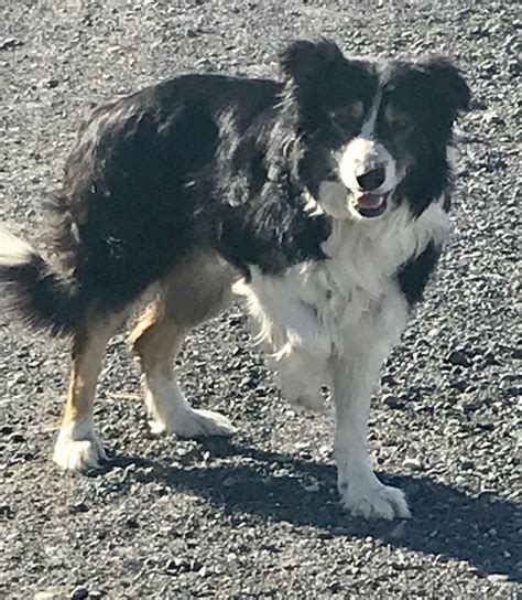 47 Pacific Nw Border Collie Rescue Picture Bleumoonproductions