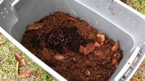 By claude brewer (hammond, la.) first i would like to thank pauly for this site and all his help that he has given me. DIY Worm Bin Part 2: Adding the bedding and worms to the ...