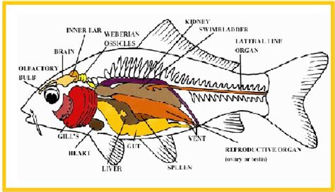 Berikut contoh pernafasan pada hewan. ANATOMI COMPARATIVA IKAN MAS | Berita Biologi