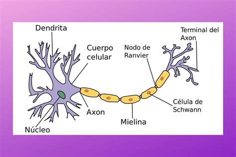 Neurona Qué Es Y Cuáles Son Sus Partes 2022