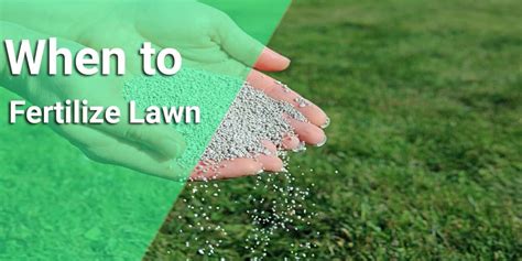 When To Fertilize Lawn Trips And Tricks For Beginners