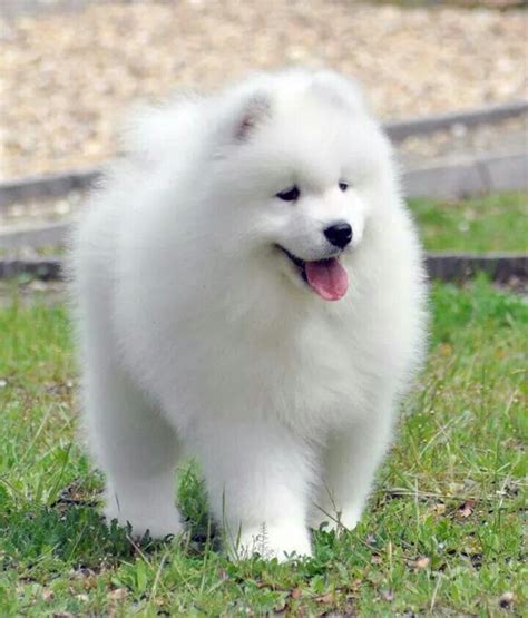 Samoyed Puppy So Cute ️ Cute Animals