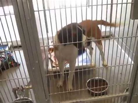 Find 5 listings related to baldwin park animal control in baldwin park on yp.com. Tour Baldwin Park Shelter, Baldwin Park, CA 081915 - YouTube