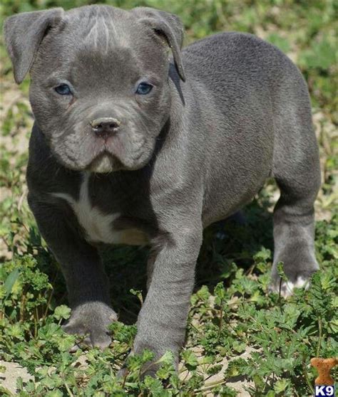 325 Best Blue Nose Pitbull Puppies Images On Pinterest