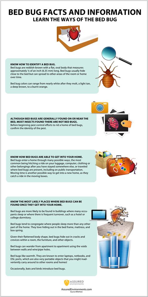 Bed Bug Facts And Information Infographic What Kills Bed Bugs Kill