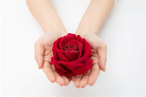 Hand Holding Flowers Images HD Pictures For Free Vectors Download Lovepik Com