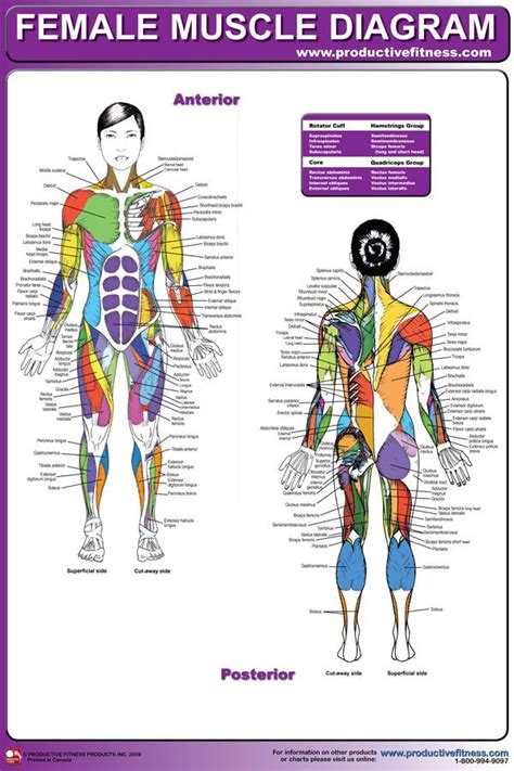 Muscles of the shoulder and back laminated anatomy chart. Female Muscle Diagram | Muscle Chart | Muscle diagram ...