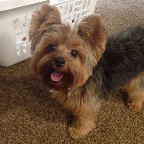 Look At That Face ️ Yorkie Puppy Yorkie Puppy Haircuts Yorkshire