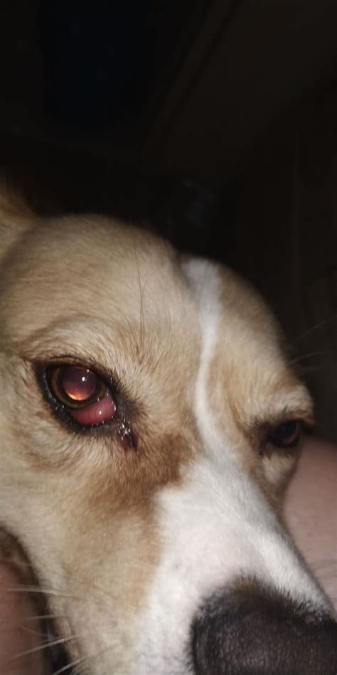 How To Naturally Treat Cherry Eye In Your Dog Vet Approved