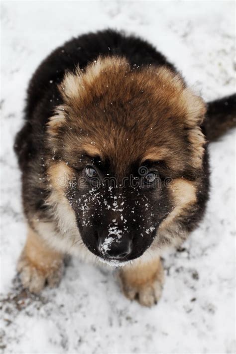 German Shepherd Puppy In The Snow Stock Photo Image Of Outdoors