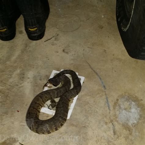 When it comes to pest control, who is financially responsible? Snake Traps - Glue Traps for Snakes