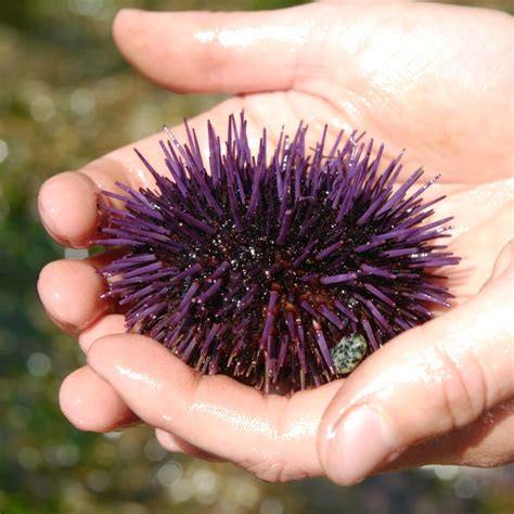 Purple Sea Urchin Strongylocentrotus Purpuratus Biodiversity Of The