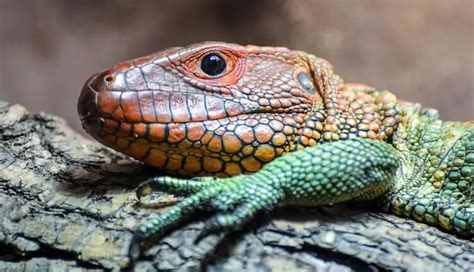 Top 20 Best Pet Lizards For Beginners Everything Reptiles