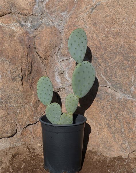 Indoors, you can take a cutting to start a new plant at any point during the growing season. Opuntia ficus-indica - T-Y Nursery