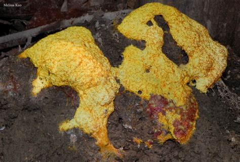 Dog Vomit Slime Mold The O Guide
