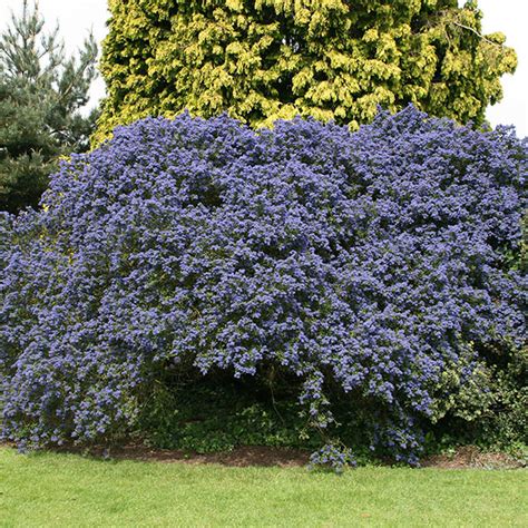 This cultivar has deep blue flowers, is drought tolerant, and garden tolerant. Buy Californian lilac Ceanothus 'Concha': Delivery by ...