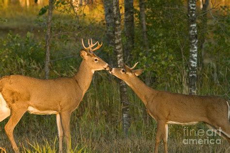 white tailed deer photograph by linda freshwaters arndt pixels