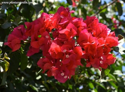 Quem viu este produto, viu também. Bougainvillea sp, Santa rita, Trinitaria, Bungavilla ...