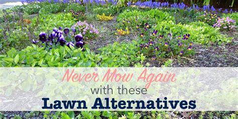 Never Mow Again Front Yard Lawn Alternatives Single Girls Diy