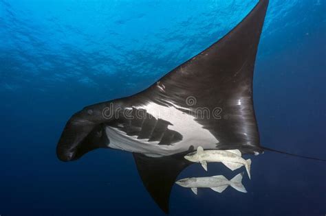 Manta Ray Swimming Freely In Ocean Giant Manta Ray Floating Underwater