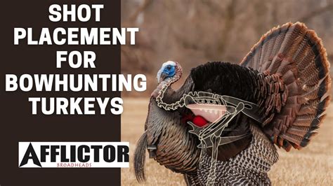Proper Shot Placement For Bowhunting Turkeys Youtube