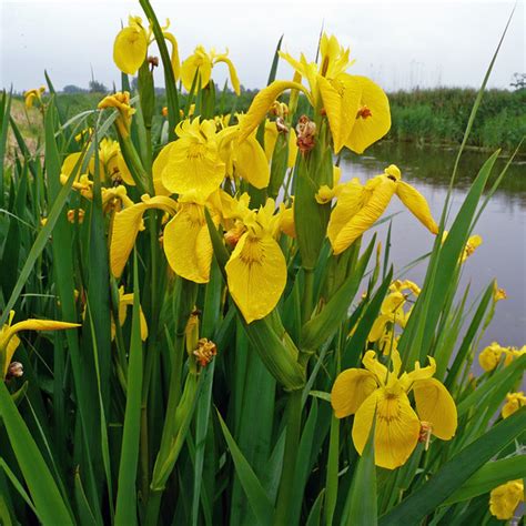 Yellow Water Iris Pond Plants