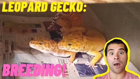 Breeding Leopard Geckos For Beginners Step By Step How To Breed